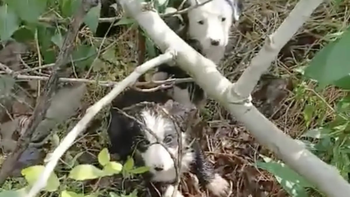 Illustration : "« Cette scène m’a brisé le cœur », en suivant des pleurs dans la forêt, une femme découvre 5 chiots abandonnés dans les broussailles (vidéo)"