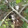 Illustration : &laquo; Cette sc&egrave;ne m&rsquo;a bris&eacute; le c&oelig;ur &raquo;, en suivant des pleurs dans la for&ecirc;t, une femme d&eacute;couvre 5 chiots abandonn&eacute;s dans les broussailles (vid&eacute;o)