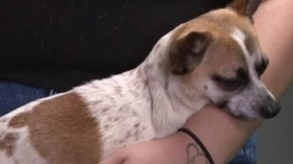 Illustration : Apr&egrave;s une dispute avec des amies, son Chihuahua est retrouv&eacute; dans un compacteur &agrave; d&eacute;chets et sauv&eacute; de justesse