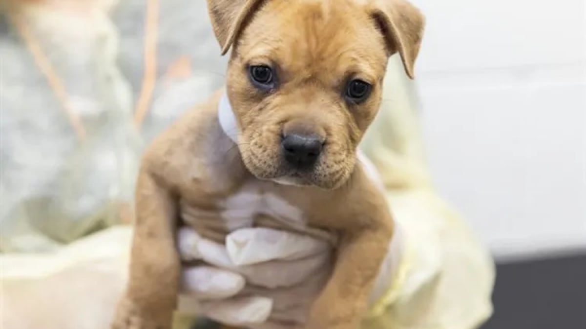Illustration : "Couvert de tiques, un chiot Pitbull en hyperthermie abandonné dans un bac de dons est sauvé par un refuge"