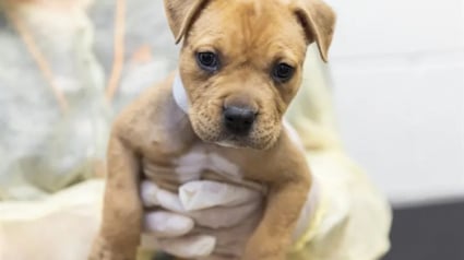 Illustration : Couvert de tiques, un chiot Pitbull en hyperthermie abandonn&eacute; dans un bac de dons est sauv&eacute; par un refuge