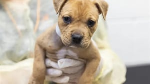 Illustration : "Couvert de tiques, un chiot Pitbull en hyperthermie abandonné dans un bac de dons est sauvé par un refuge"