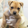 Illustration : Couvert de tiques, un chiot Pitbull en hyperthermie abandonn&eacute; dans un bac de dons est sauv&eacute; par un refuge