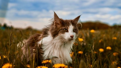 Illustration : La science prouve que le chat n'est qu'&agrave; moiti&eacute; domestiqu&eacute;