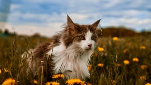 Illustration : "La science prouve que le chat n'est qu'à moitié domestiqué"