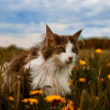 Illustration : La science prouve que le chat n'est qu'&agrave; moiti&eacute; domestiqu&eacute;