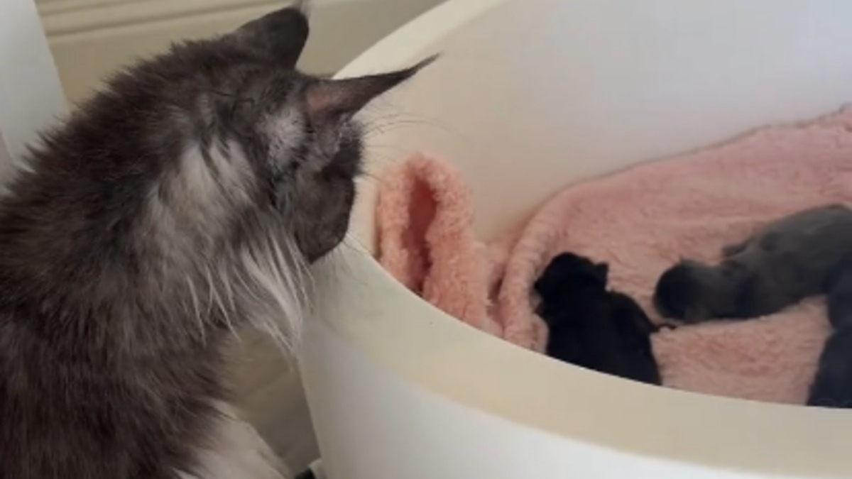 Illustration : "Bientôt maman à nouveau cette chatte rencontre avec beaucoup de douceur la nouvelle portée de sa fille (vidéo)"