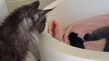 Illustration : Bient&ocirc;t maman &agrave; nouveau cette chatte rencontre avec beaucoup de douceur la nouvelle port&eacute;e de sa fille (vid&eacute;o)
