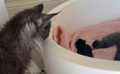 Bientôt maman à nouveau cette chatte rencontre avec beaucoup de douceur la nouvelle portée de sa fille (vidéo)
