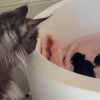 Illustration : Bient&ocirc;t maman &agrave; nouveau cette chatte rencontre avec beaucoup de douceur la nouvelle port&eacute;e de sa fille (vid&eacute;o)