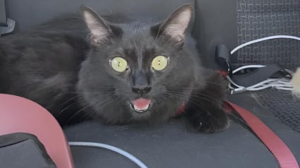 Illustration : &Eacute;chapp&eacute; de son v&eacute;hicule sur une aire de repos ce chat est retrouv&eacute; &eacute;puis&eacute; et haletant comme un chien
