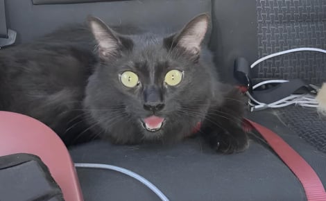 Échappé de son véhicule sur une aire de repos ce chat est retrouvé épuisé et haletant comme un chien
