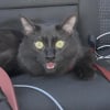 Illustration : &Eacute;chapp&eacute; de son v&eacute;hicule sur une aire de repos ce chat est retrouv&eacute; &eacute;puis&eacute; et haletant comme un chien