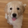 Illustration : Ce chiot &agrave; 3 pattes ayant fr&ocirc;l&eacute; le pire &agrave; sa naissance a &eacute;t&eacute; nomm&eacute; Hope car il incarne parfaitement l'espoir (vid&eacute;o)