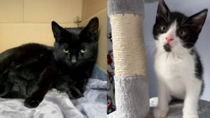 Illustration : "En train d’errer dans un jardin, une chatte est sauvée et donne naissance à 4 chatons la nuit suivante"