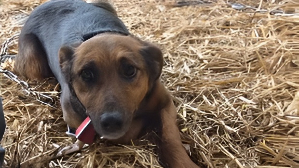 Illustration : "Après avoir sauvé 11 chiens maltraités et enchaînés cette association du Jura lance un appel urgent pour les soigner"