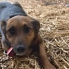 Illustration : Apr&egrave;s avoir sauv&eacute; 11 chiens maltrait&eacute;s et encha&icirc;n&eacute;s cette association du Jura lance un appel urgent pour les soigner