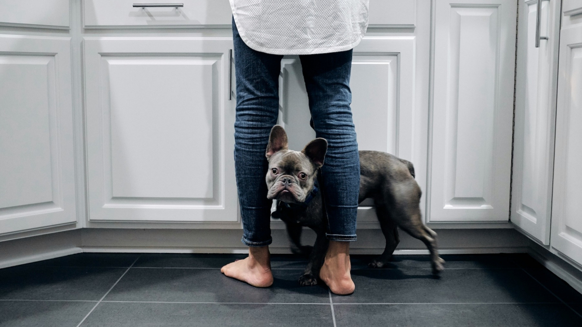 Illustration : "Pourquoi votre chien s'appuie-t-il de tout son poids contre vos jambes ?"