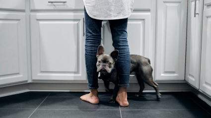 Illustration : Pourquoi votre chien s'appuie-t-il de tout son poids contre vos jambes ?