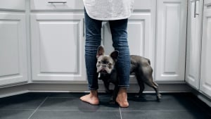 Illustration : "Pourquoi votre chien s'appuie-t-il de tout son poids contre vos jambes ?"