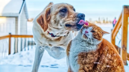 Illustration : Bien-&ecirc;tre des chiens et chats, la Su&egrave;de en avance sur le reste de l'Europe gr&acirc;ce &agrave; l&rsquo;assurance sant&eacute; animale et des r&egrave;gles strictes