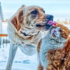 Illustration : Bien-&ecirc;tre des chiens et chats, la Su&egrave;de en avance sur le reste de l'Europe gr&acirc;ce &agrave; l&rsquo;assurance sant&eacute; animale et des r&egrave;gles strictes