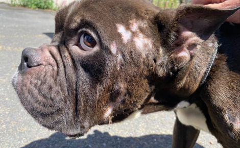 Abandonnés dans un logement inoccupé et contraints de manger leurs excréments, ces 2 chiens sont aujourd'hui soignés et en sécurité