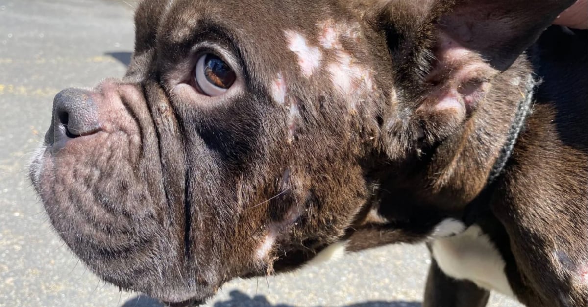 Deux chiens abandonnés sauvés après une situation extrême