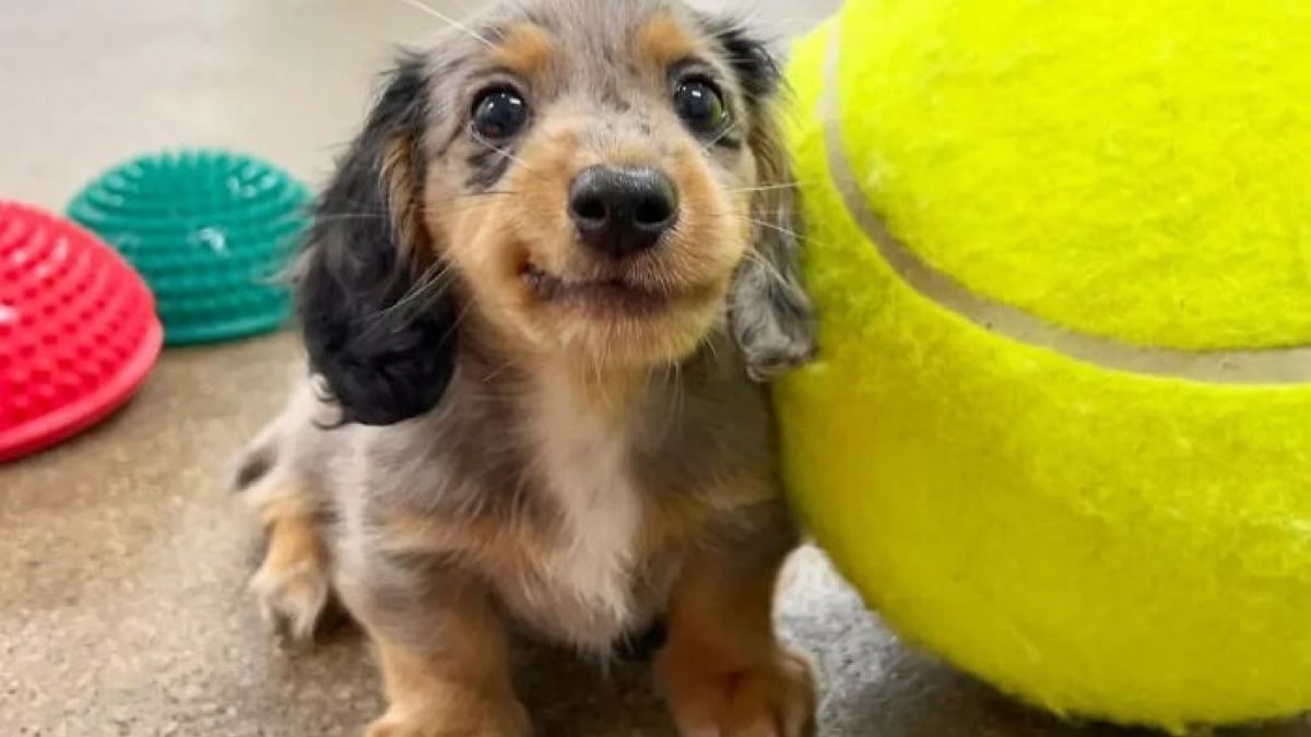 Illustration : "16 photos de chiots adorables pour égayer votre journée"