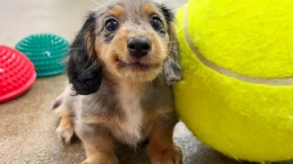Illustration : 16 photos de chiots adorables pour &eacute;gayer votre journ&eacute;e