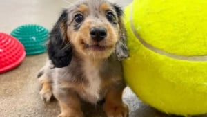 Illustration : "16 photos de chiots adorables pour égayer votre journée"