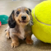 Illustration : 16 photos de chiots adorables pour &eacute;gayer votre journ&eacute;e