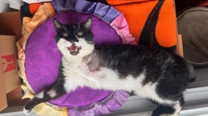 Illustration : Bless&eacute; et amput&eacute; d'une patte, cet ex-chat errant est adopt&eacute; par la femme qui s&rsquo;est battue pour le sauver (vid&eacute;o)