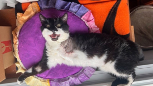 Illustration : Blessé et amputé d'une patte, cet ex-chat errant est adopté par la femme qui s’est battue pour le sauver (vidéo)