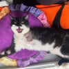 Illustration : Bless&eacute; et amput&eacute; d'une patte, cet ex-chat errant est adopt&eacute; par la femme qui s&rsquo;est battue pour le sauver (vid&eacute;o)