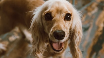 Illustration : Id&eacute;e re&ccedil;ue : Donner un &oelig;uf cru &agrave; son chien rend son pelage plus brillant