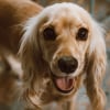 Illustration : Id&eacute;e re&ccedil;ue : Donner un &oelig;uf cru &agrave; son chien rend son pelage plus brillant
