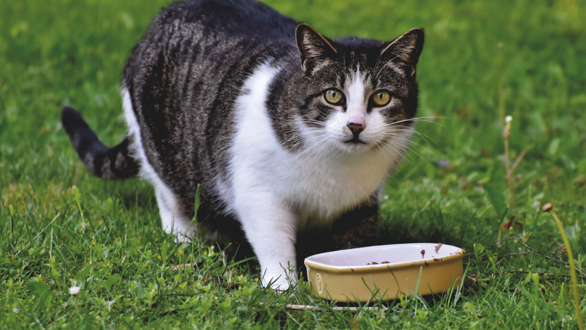 Illustration : "Les chats ont besoin de manger des légumes pour leur transit, vrai ou faux ?"