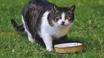 Illustration : Les chats ont besoin de manger des l&eacute;gumes pour leur transit, vrai ou faux ?