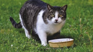 Illustration : "Les chats ont besoin de manger des légumes pour leur transit, vrai ou faux ?"