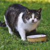 Illustration : Les chats ont besoin de manger des l&eacute;gumes pour leur transit, vrai ou faux ?