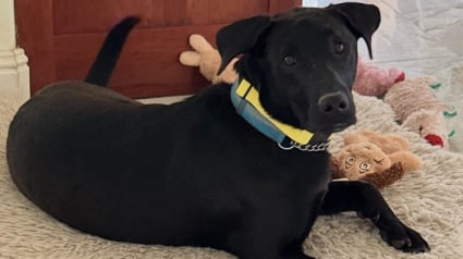 Illustration : Un Labrador sans abri se pr&eacute;sente &agrave; la porte d&rsquo;une maison sans se douter que sa future famille se cache derri&egrave;re (vid&eacute;o)