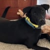 Illustration : Un Labrador sans abri se pr&eacute;sente &agrave; la porte d&rsquo;une maison sans se douter que sa future famille se cache derri&egrave;re (vid&eacute;o)