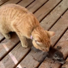 Illustration : Une petite chatte rousse adopte un b&eacute;b&eacute; raton laveur orphelin et l&rsquo;&eacute;l&egrave;ve comme l&rsquo;un des siens (vid&eacute;o)