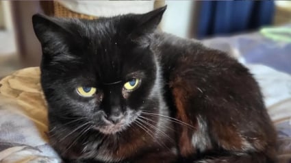Illustration : Une association invite les amoureux de chats &agrave; adopter leur &laquo; Vintage Lady &raquo;, une f&eacute;line de 19 ans, la plus &acirc;g&eacute;e du refuge