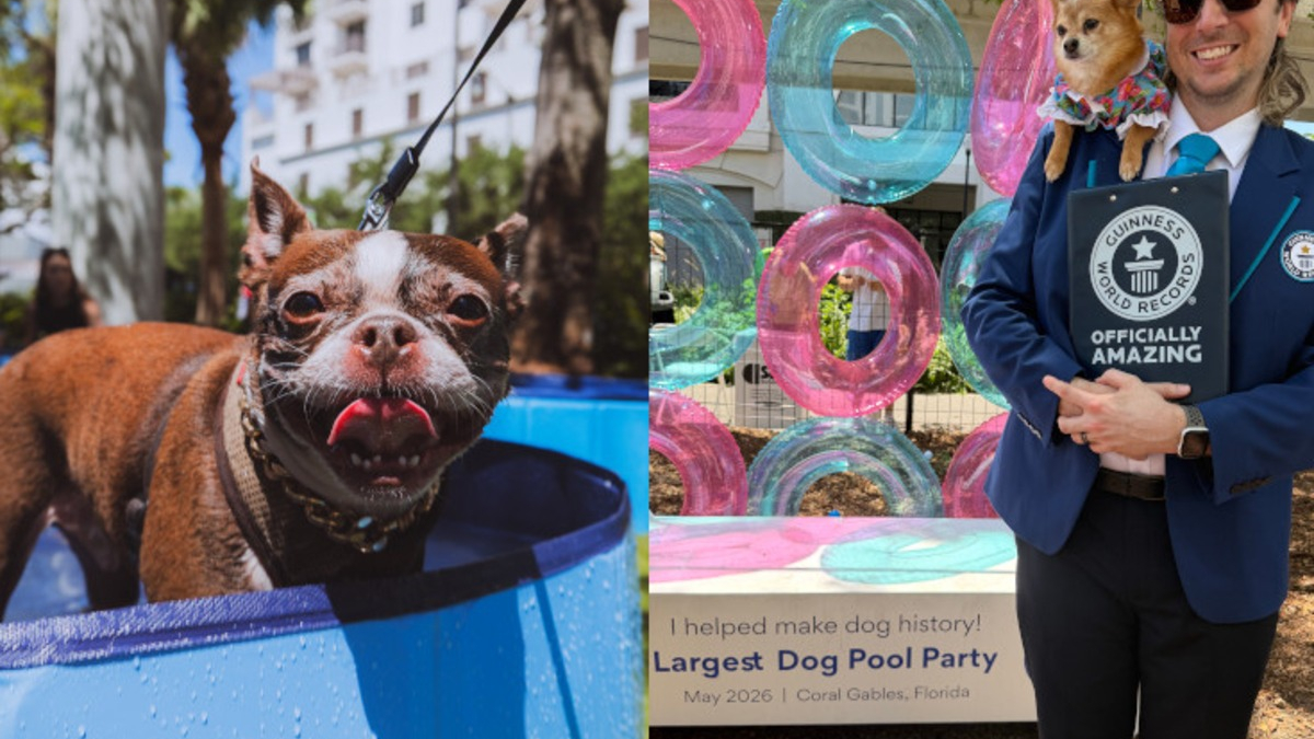 Illustration : "« Un rêve devenu réalité », 276 chiens participent à une fête de piscine et battent un record mondial"
