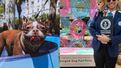 Illustration : &laquo; Un r&ecirc;ve devenu r&eacute;alit&eacute; &raquo;, 276 chiens participent &agrave; une f&ecirc;te de piscine et battent un record mondial