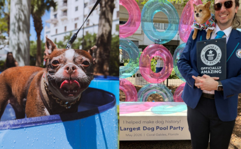 « Un rêve devenu réalité », 276 chiens participent à une fête de piscine et battent un record mondial