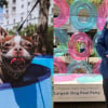 Illustration : &laquo; Un r&ecirc;ve devenu r&eacute;alit&eacute; &raquo;, 276 chiens participent &agrave; une f&ecirc;te de piscine et battent un record mondial