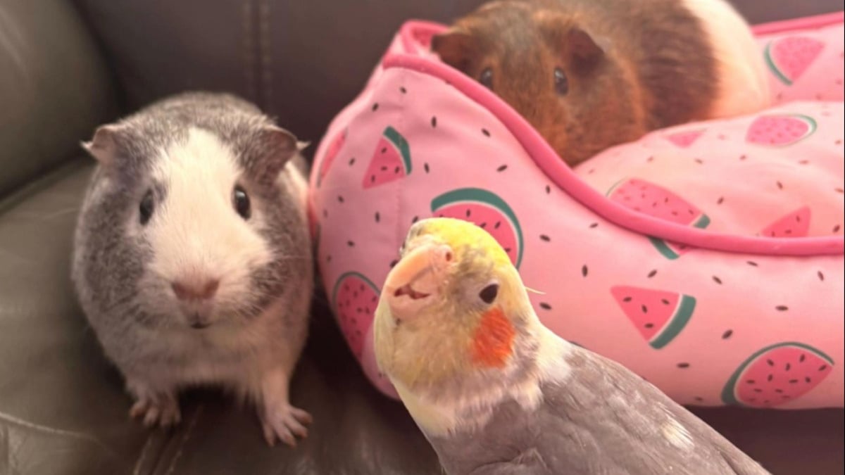 Illustration : "« C’est tellement mignon », amie avec des cochons d'Inde, cette perruche aime chanter en leur compagnie (vidéo)"